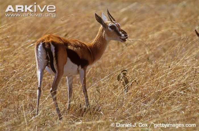 Female-Thomsons-gazelle-feeding - x83-Gazela lui Thomson