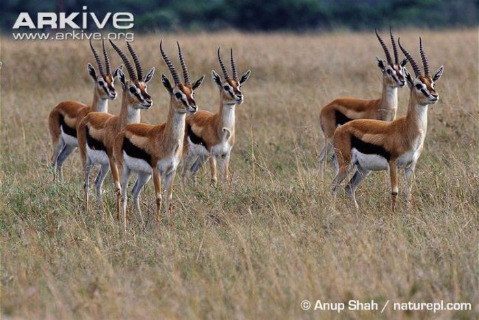 Group-of-male-Thompsons-gazelle - x83-Gazela lui Thomson