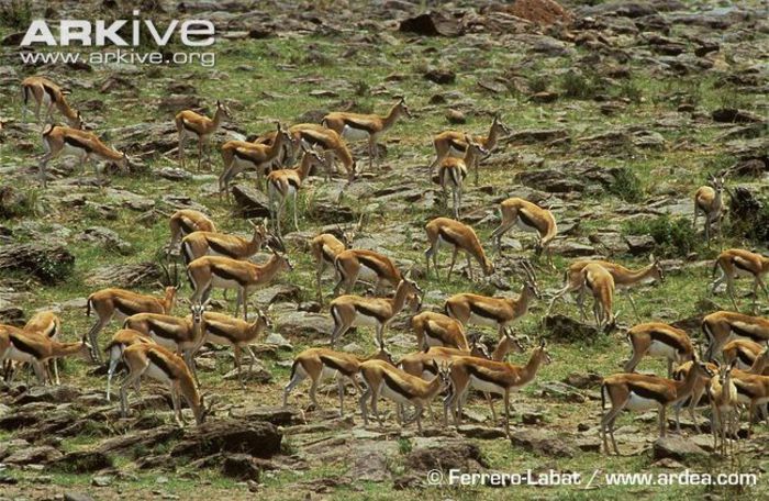Herd-of-Thomsons-gazelles