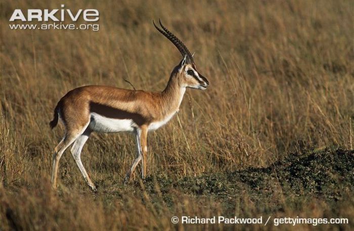 Male-Thomsons-gazelle - x83-Gazela lui Thomson