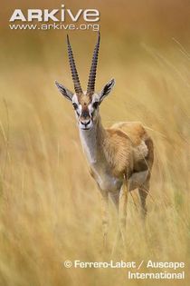 Male-Thomsons-gazelle (1) - x83-Gazela lui Thomson