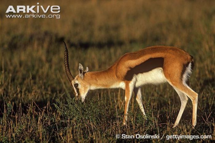 Male-Thomsons-gazelle-browsing - x83-Gazela lui Thomson