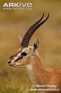 Male-Thomsons-gazelle-portrait - x83-Gazela lui Thomson