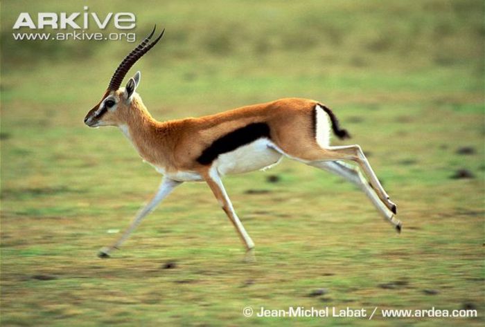 Male-Thomsons-gazelle-running - x83-Gazela lui Thomson