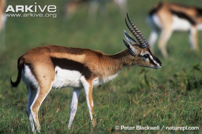 Male-Thomsons-gazelle-scent-marking - x83-Gazela lui Thomson