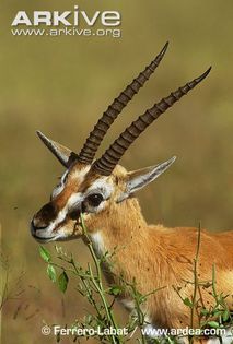 Male-Thomsons-gazelle-scent-marking-territory - x83-Gazela lui Thomson
