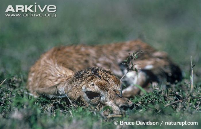 Newborn-Thomsons-gazelle