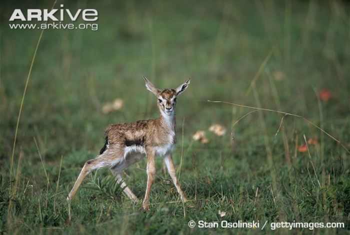 Newborn-Thomsons-gazelle-fawn - x83-Gazela lui Thomson