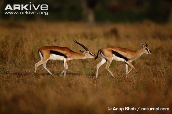 Thompsons-gazelle-male-sniffing-female-to-test-if-she-is-in-oestrus - x83-Gazela lui Thomson