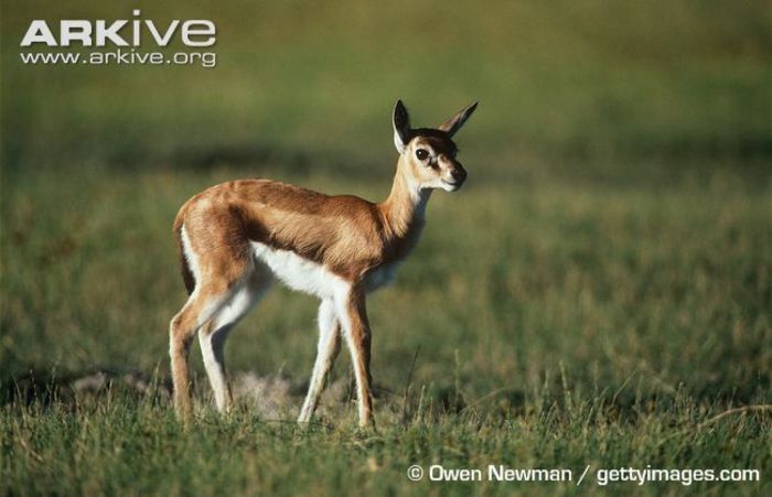 Thomsons-gazelle-fawn - x83-Gazela lui Thomson