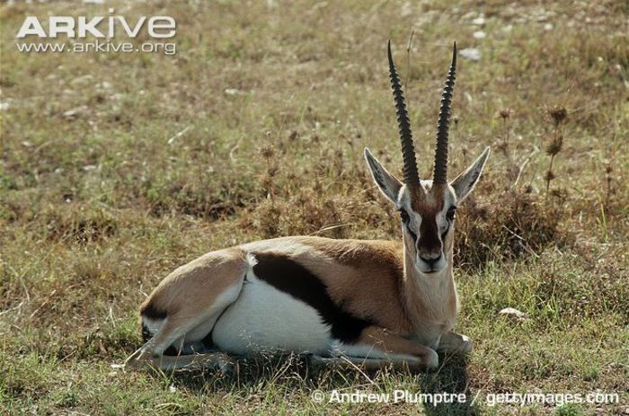 Thomsons-gazelle-ruminating-lying-down - x83-Gazela lui Thomson