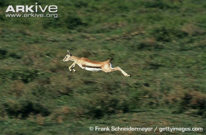 Thomsons-gazelle-running