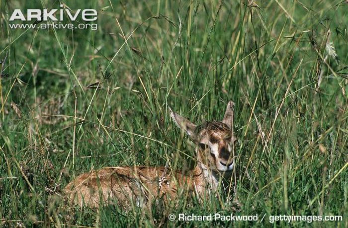 Thomsons-gazelle-young-camouflaged-in-grass - x83-Gazela lui Thomson