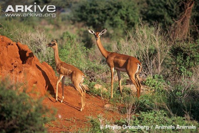 Female-gerenuk-and-young-sspwalleri-at-termite-mound - x84-Gerenuk