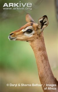 Female-gerenuk-profile-sspwalleri - x84-Gerenuk