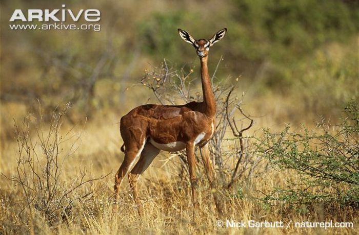 Female-gerenuk-ssp-walleri - x84-Gerenuk