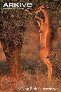 Female-gerenuk-ssp-walleri-standing-on-hindlimbs-to-browse-on-acacia - x84-Gerenuk
