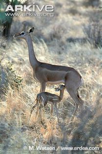 Female-gerenuk-with-suckling-infant-ssp-walleri - x84-Gerenuk