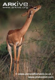 Gerenuk-browsing-sspwalleri - x84-Gerenuk