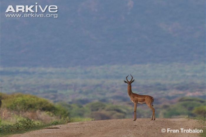 gerenuk-in-habitat - x84-Gerenuk