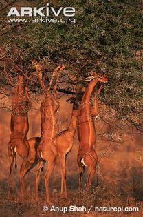 Group-of-gerenuk-ssp-walleri-browsing-on-acacia - x84-Gerenuk