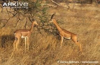 images - x84-Gerenuk