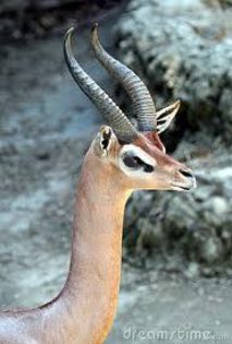 images (1) - x84-Gerenuk