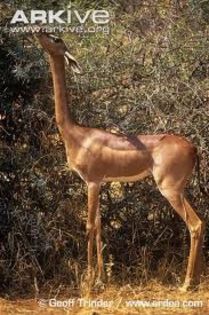 images (2) - x84-Gerenuk