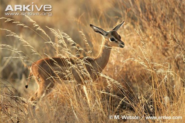 Juvenile-gerenuk-ssp-walleri-in-grass - x84-Gerenuk