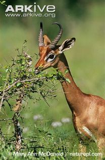 Male-gerenuk-feeding-ssp-walleri - x84-Gerenuk