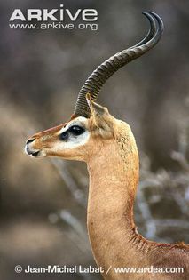Male-gerenuk-head-profile-ssp-walleri - x84-Gerenuk