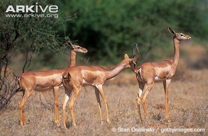 Male-gerenuk-in-rut-examing-female-spp-walleri - x84-Gerenuk