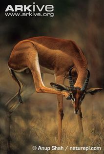 Male-gerenuk-scratching-head-ssp-walleri - x84-Gerenuk
