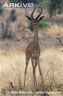 Male-gerenuk-ssp-walleri - x84-Gerenuk