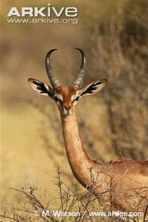 Male-gerenuk-ssp-walleri (1) - x84-Gerenuk