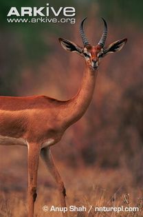 Male-gerenuk-ssp-walleri (2) - x84-Gerenuk