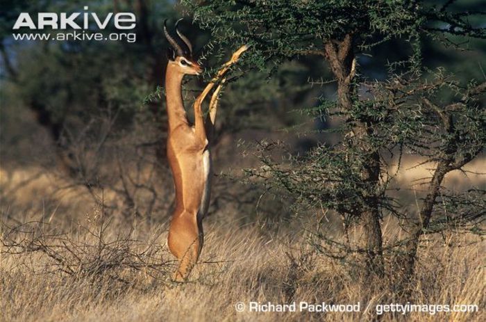 Male-gerenuk-ssp-walleri-browsing-on-acacia-bush - x84-Gerenuk