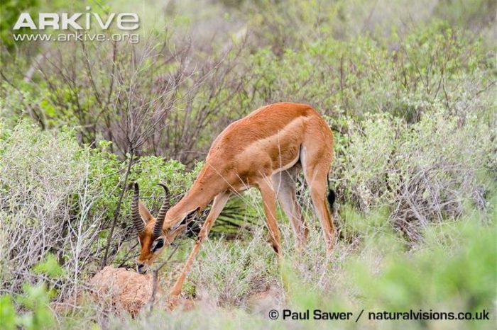 Male-gerenuk-ssp-walleri-salt-licking