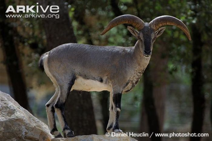 Adult-male-bharal-standing-on-rocks - x85-Oaia albastra