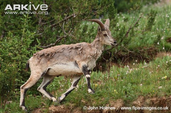 Adult-male-bharal-walking-up-slope - x85-Oaia albastra