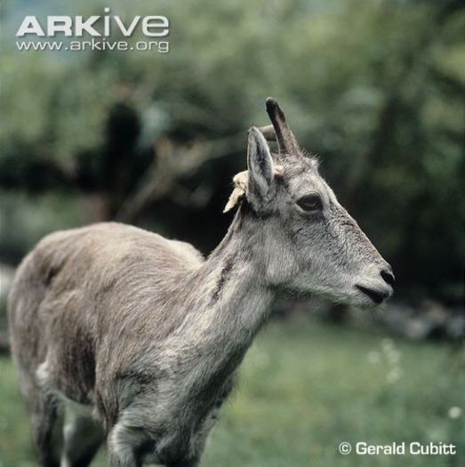 Bharal-close-up