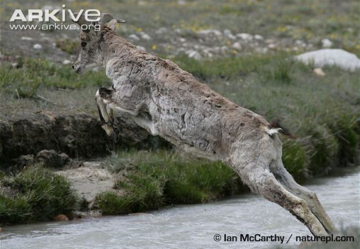 Bharal-leaping-across-river