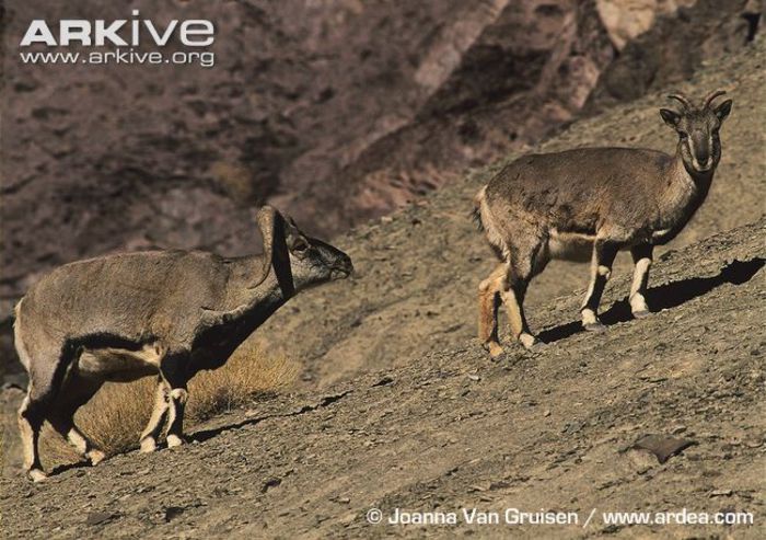 Male-bharal-approaching-female-in-rut - x85-Oaia albastra