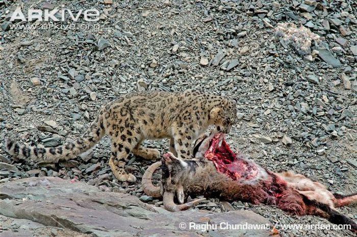 Snow-leopard-in-wild-on-male-bharal-kill - x85-Oaia albastra