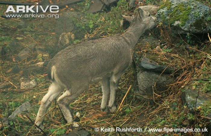 Young-bharal-grazing - x85-Oaia albastra