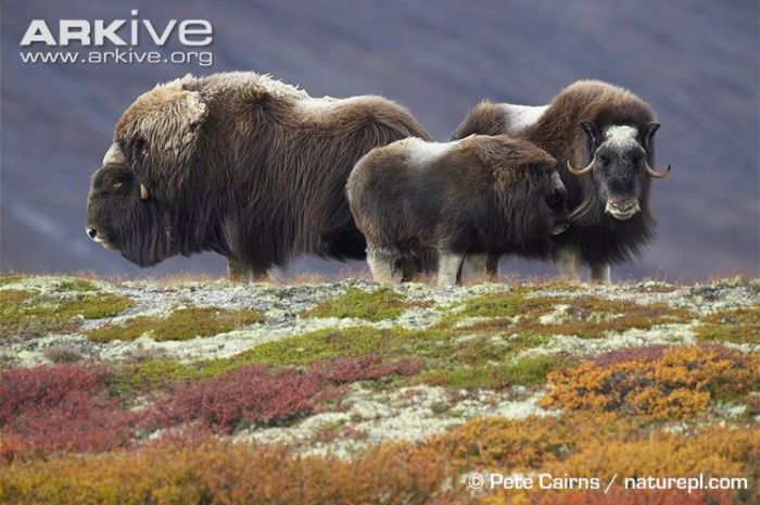 Family-group-of-muskox
