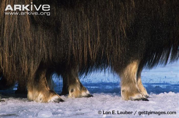 Feet-of-muskox - x86-Boul Moscat