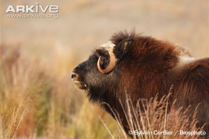 Female-muskox-eating-tundra-vegetation - x86-Boul Moscat