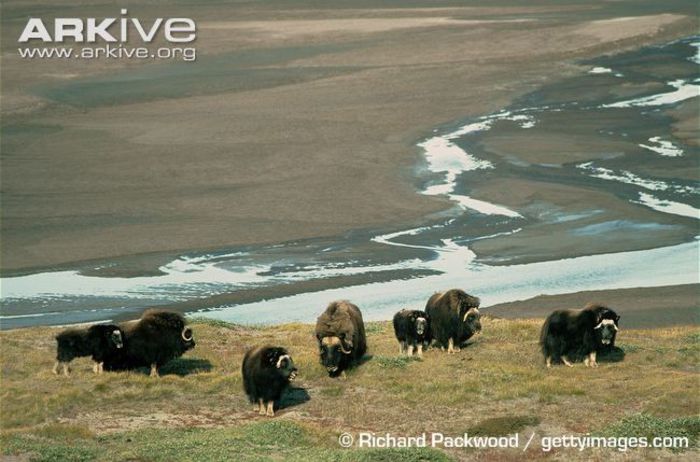 Group-of-muskox-in-landscape- - x86-Boul Moscat