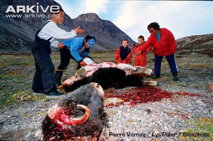 Inuit-people-butchering-traditionally-hunted-muskox - x86-Boul Moscat